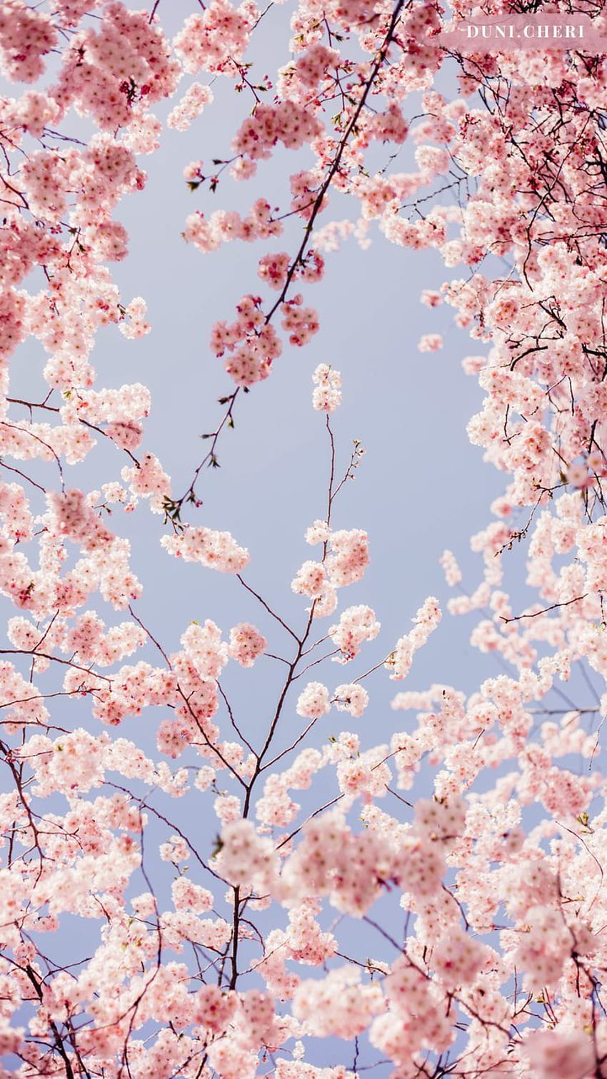 cherry blossom mobile - HD phone wallpaper