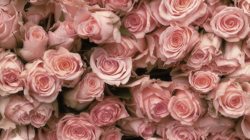 реколта роза реколта розови рози, Old Rose HD тапет