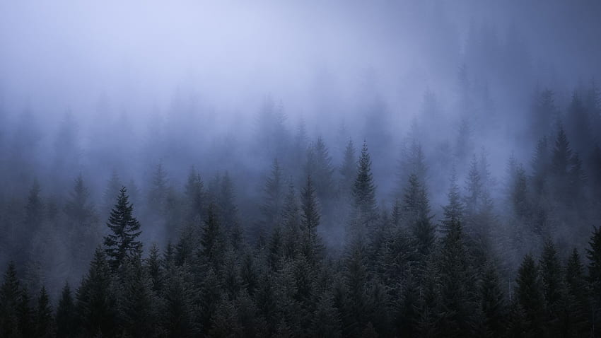 Fog Dark Forest Tress Landscape Resolução 1440P , , Background e, Dark Misty Forest papel de parede HD