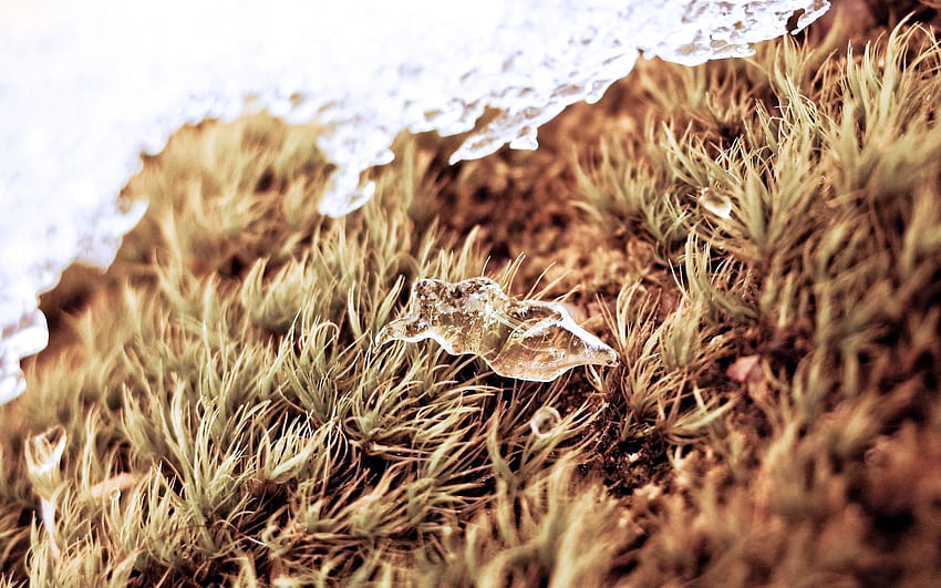 Grass, Ice, Snow, Macro, Dry HD wallpaper