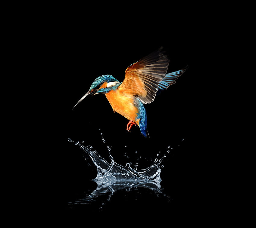 Blue tailed, hummingbird, water splash HD wallpaper
