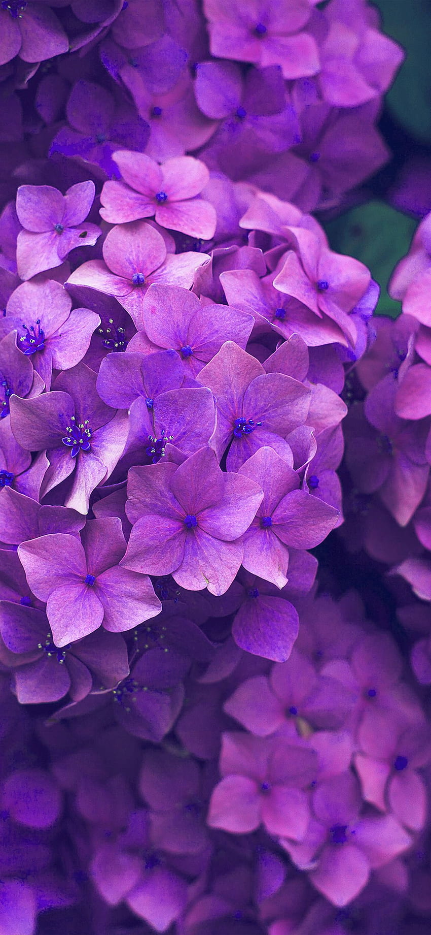 Flower Spring Pink Purple Nature, Purple Hydrangea HD phone wallpaper