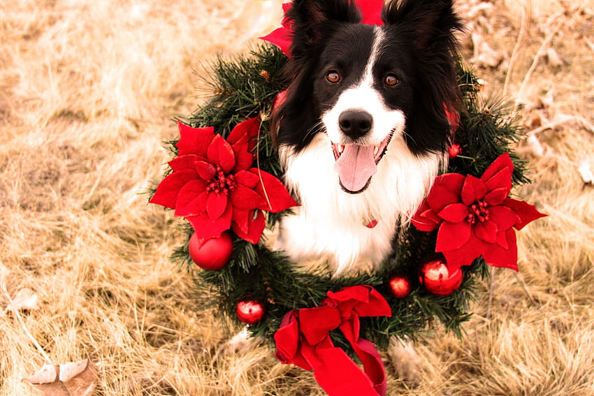 Merry Christmas!, dog, craciun, christmas, border collie, red, card, caine, wreath HD wallpaper