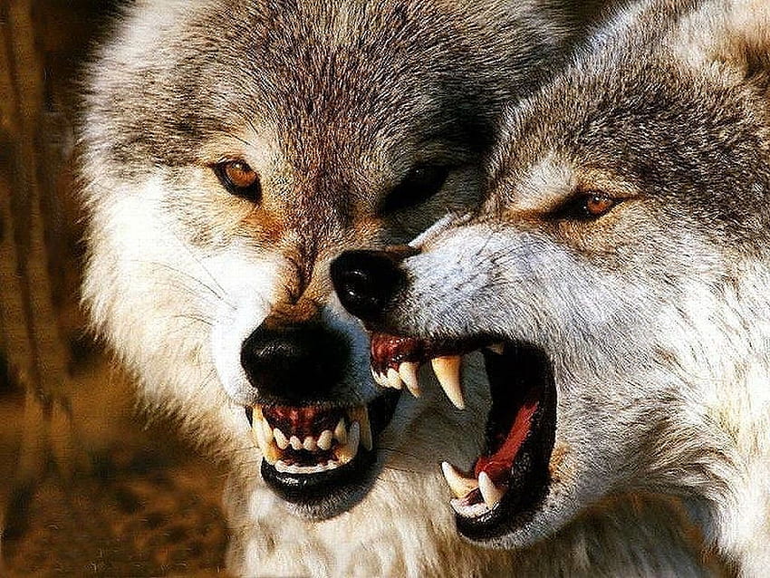 White Wolf : 10 of growling wolves that will awaken your HD wallpaper