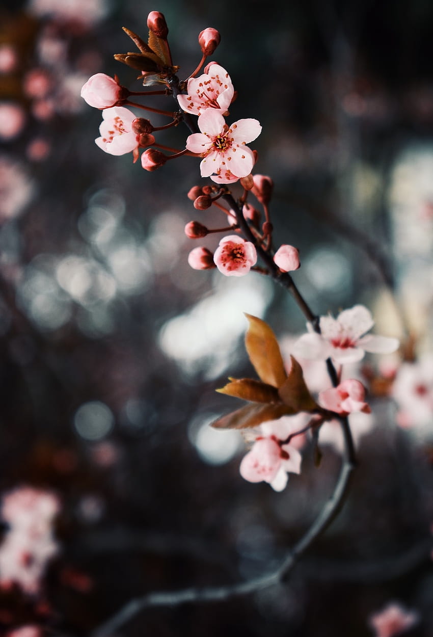 Cherry Blossom : [HQ], Тъмен черешов цвят HD тапет за телефон