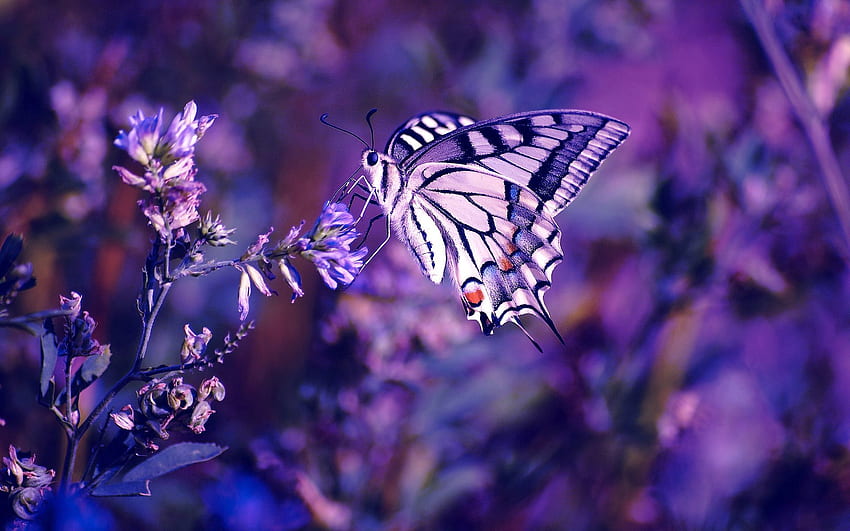 Blumen, Blätter, Flieder, Makro, Schmetterling HD-Hintergrundbild