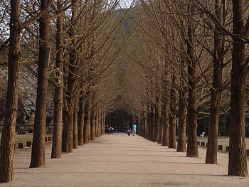 The Metasequoia Lane is the most famous spot on Nami Island. Autumn and ...