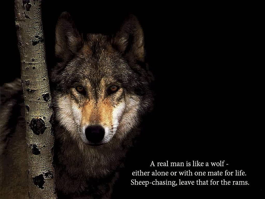 Real man is like a wolf. Wolf HD wallpaper