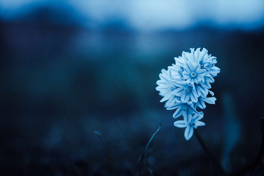 beau, bleu, flore, fleur, monochrome, paisible - Mocah , Peaceful Flowers Fond d'écran HD