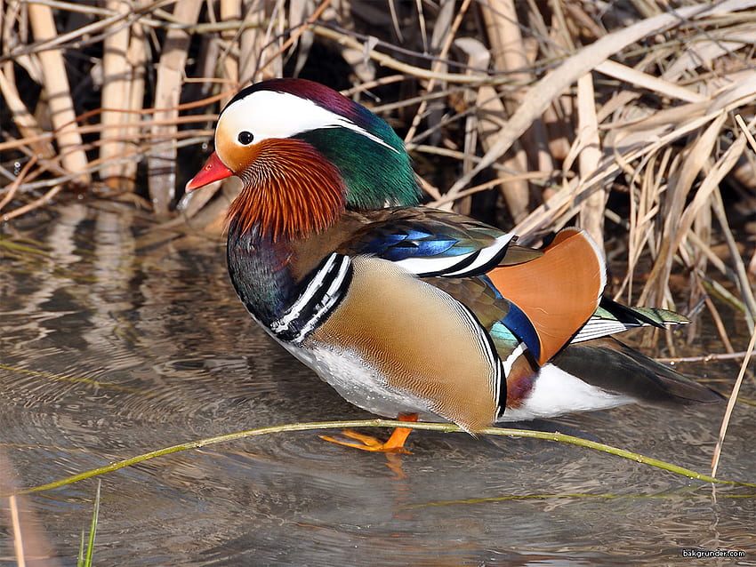 Mandarin Duck, blue, red beak, marsh, stripe, white, black, bird, colours, reeds, brown, green, water HD wallpaper