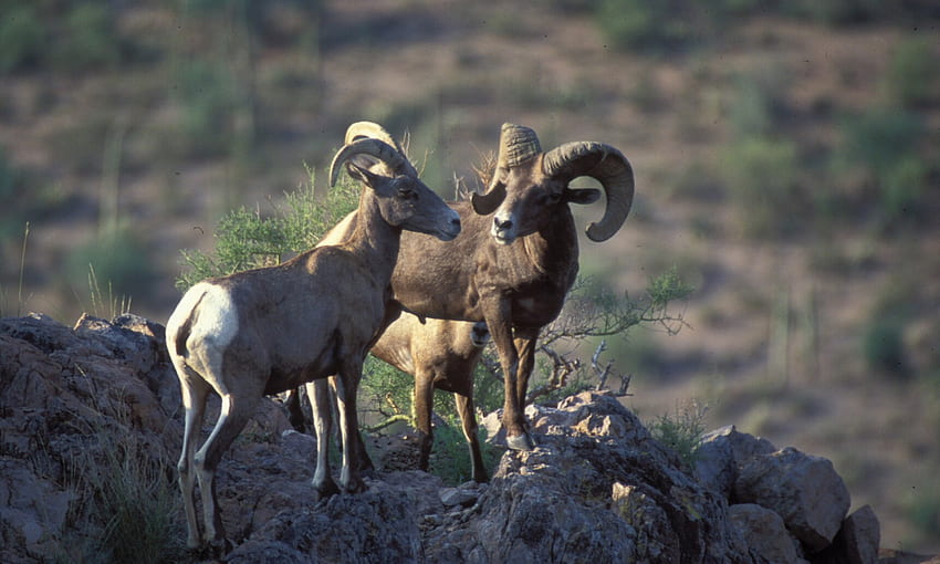 : Wüsten-Dickhornschaf - Tier, Dickhorn, Wüste - HD-Hintergrundbild