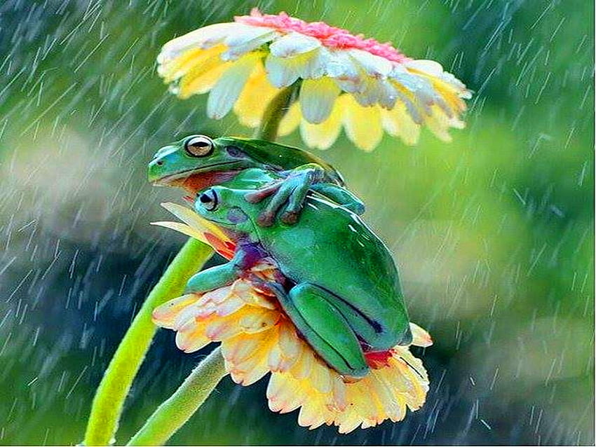 Snuggle up (for Di), pair, leaves, rain, frogs HD wallpaper