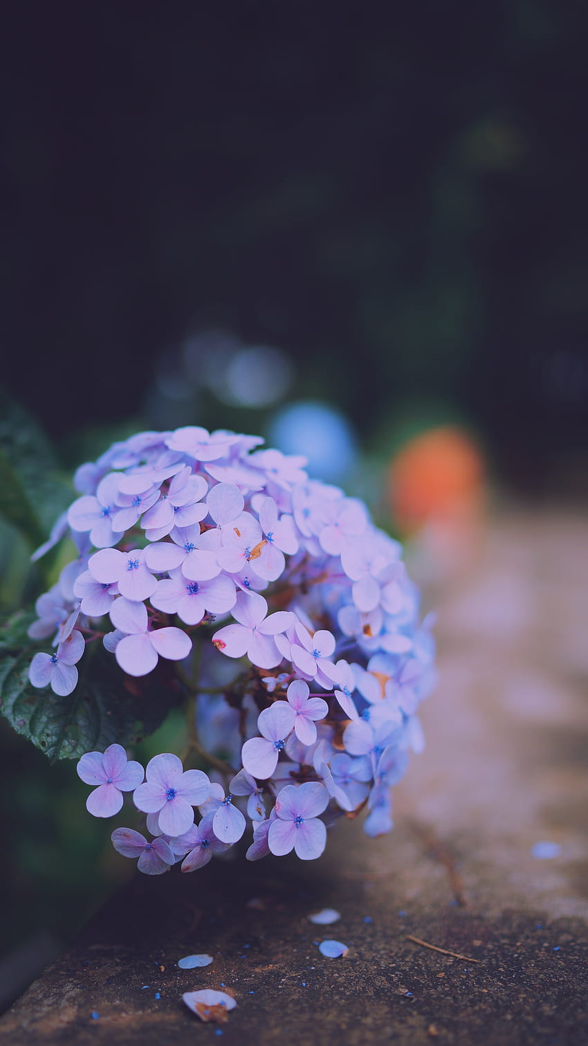 Blumen, Flieder, Makro, Hydrangea Serrata, Serrat's Hydrate, Large Palnom, Large Palnom HD-Handy-Hintergrundbild