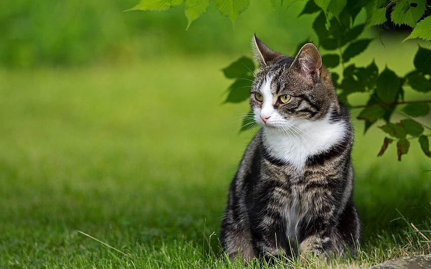 동물, 잔디, 앉다, 고양이 HD 월페이퍼