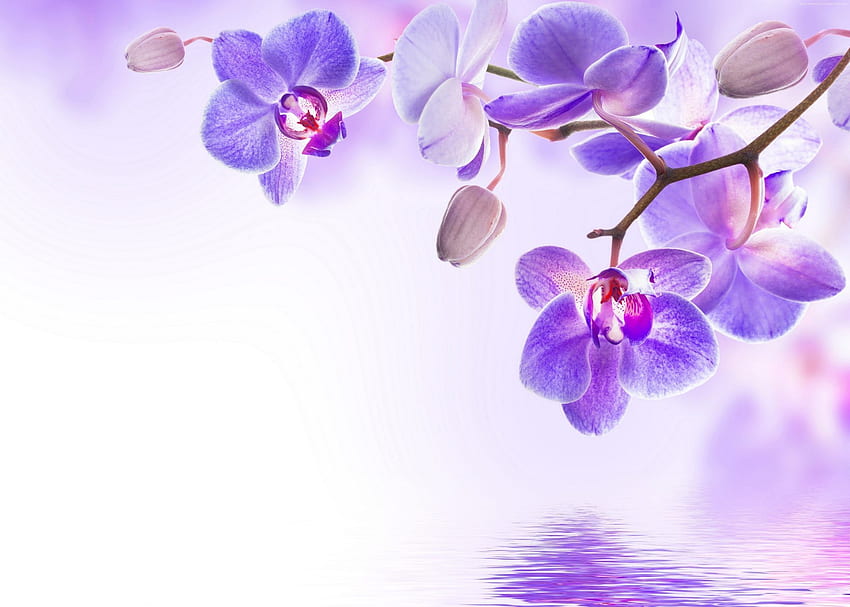 Orchideenblüte lila. Mania Neueste HD-Hintergrundbild