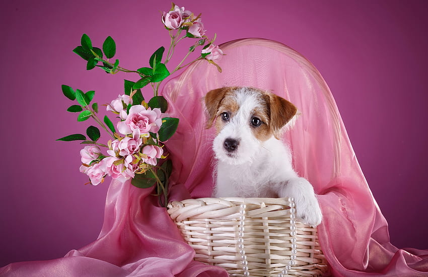 The sealyham terrier, sweet, basket, puppy, pink, terrier, cute, adorable, flowers HD wallpaper
