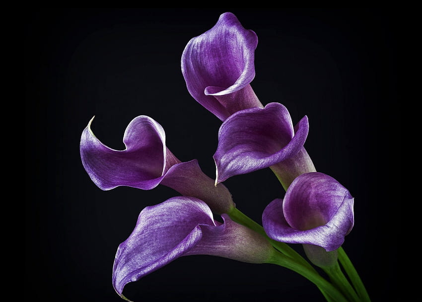 Calas violet, violet, nature, calas, fleur Fond d'écran HD