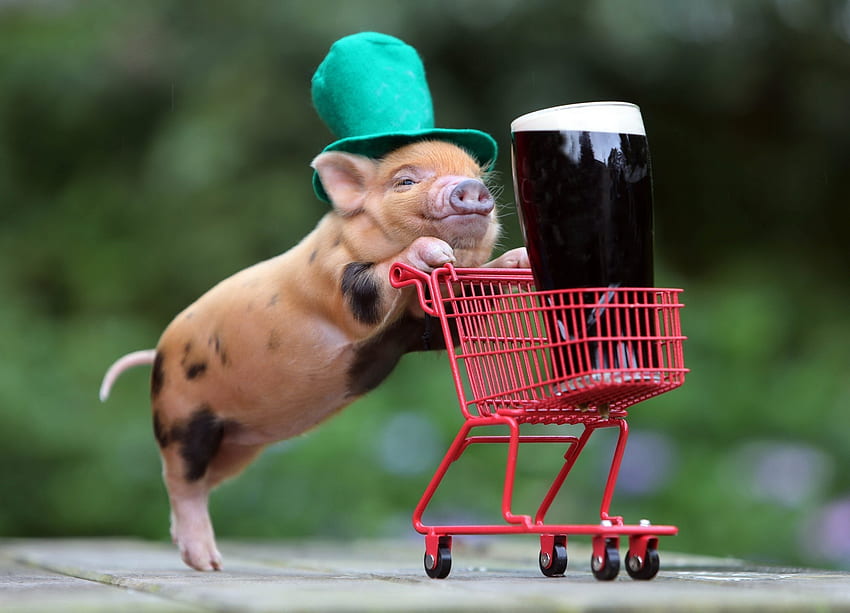 Animals, Basket, Drink, Beverage, Hat, Pig HD wallpaper