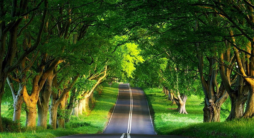 Najlepsza - Najpiękniejsza zielona przyroda na świecie - Tapeta HD