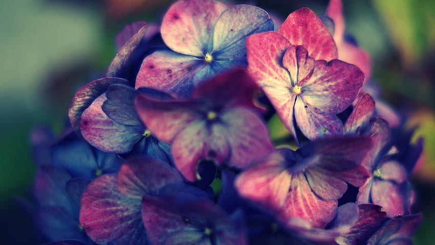 pink, Purple, Hydrangea, Flowers / and Mobile Background HD wallpaper