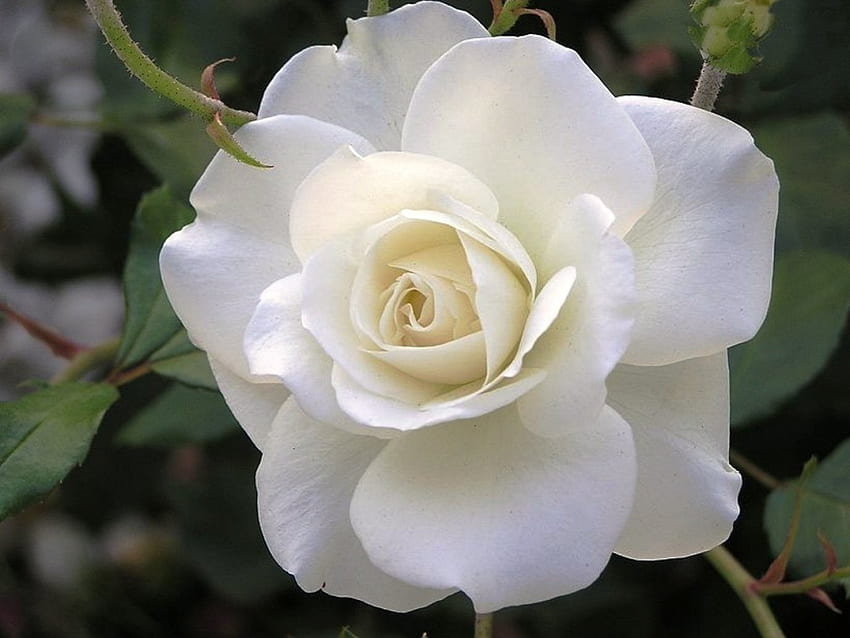 *** Hermosa rosa blanca ***, roza, natura, biala, kwiaty fondo de pantalla