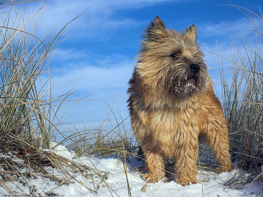 Il Cairn Terrier, lupi, animali, neve, cani, cuccioli, natura, terrier, cucciolo di lupo Sfondo HD