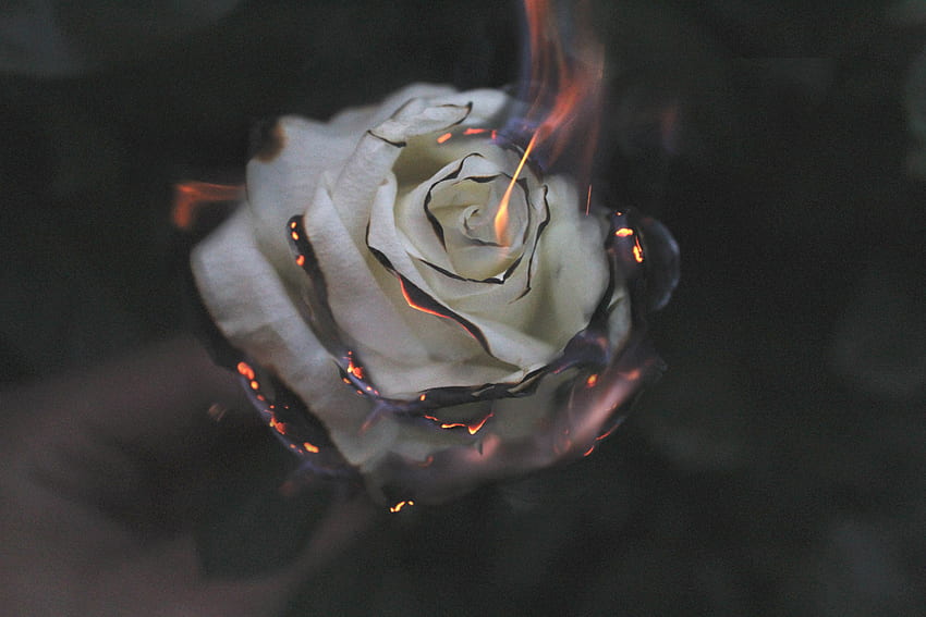 Buring Dope Rose, Campfire Aesthetic HD wallpaper