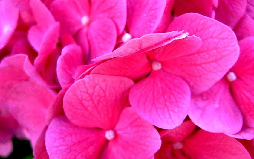 Background Flowers, Petal, Pink. TOP, Pink Hydrangea HD wallpaper