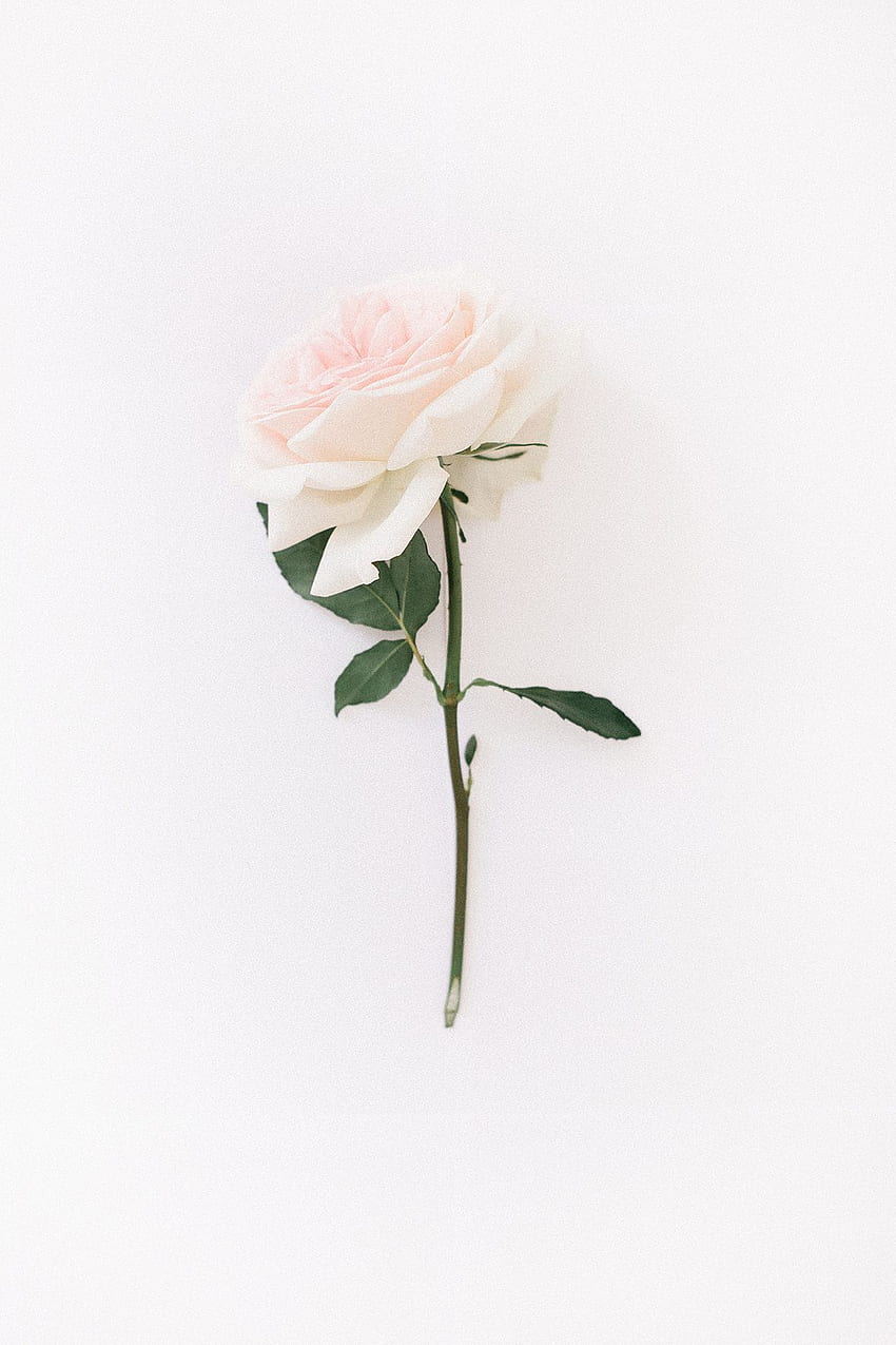 garden rose. Tapety. Flowers, , iPhone, White Rose HD phone wallpaper