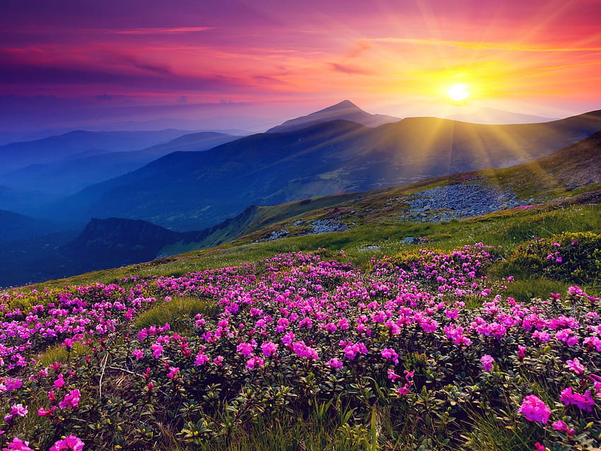 Meadows Wild Purple Flowers Mountains and Sunset Landscape HD wallpaper