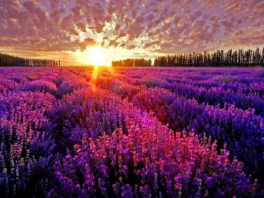 Streik von Gold, Lila, Reihen, Sonnenlicht, Feld, Lavendel, Wolken, Gold, Sonnenuntergang HD-Hintergrundbild