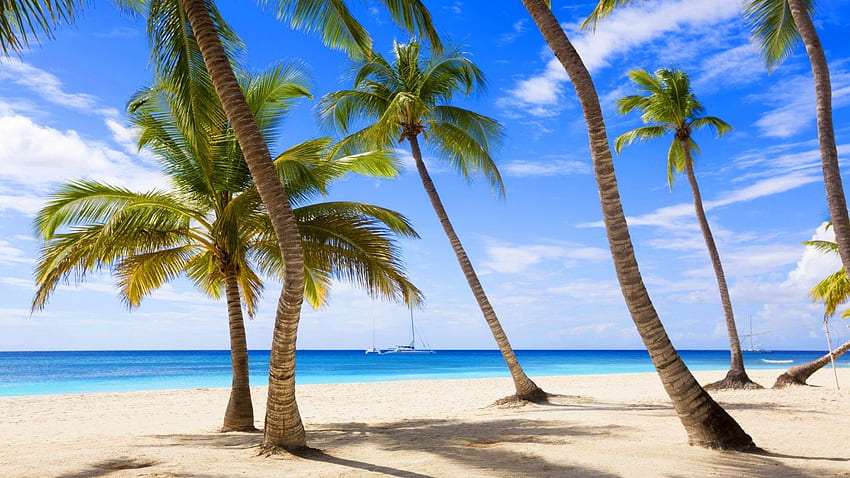Хавай, дърво, природа, тропиците, палмово дърво, Карибите, ваканция, Arecales, плаж, бряг, небе, Хавай Компютър HD тапет