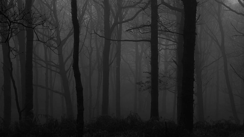 숲, 안개, bw, 나무, 어두운 16:9 배경, 2560x1440 어두운 HD 월페이퍼