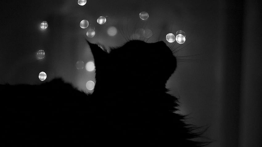 Glare, Cat, Shadow, Bw, Chb, Traits, Features HD wallpaper