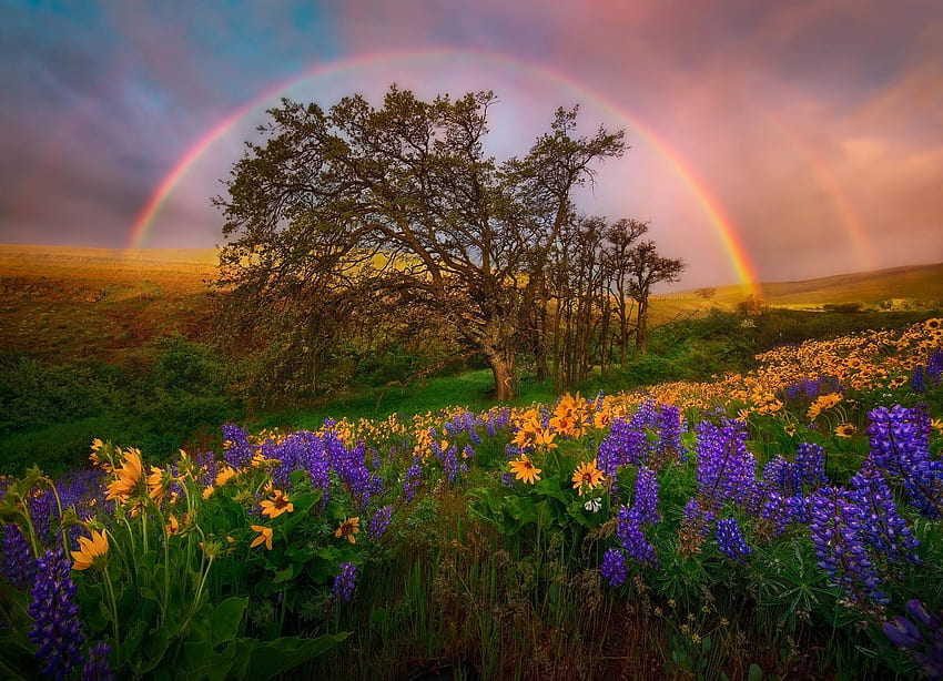 tree field rainbow flower sky, , Rainbow over the summer field, Double Rainbow HD wallpaper