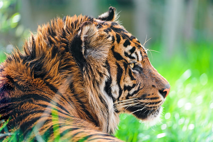 Zwierzęta, trawa, drapieżnik, tygrys, profil, wełna Tapeta HD