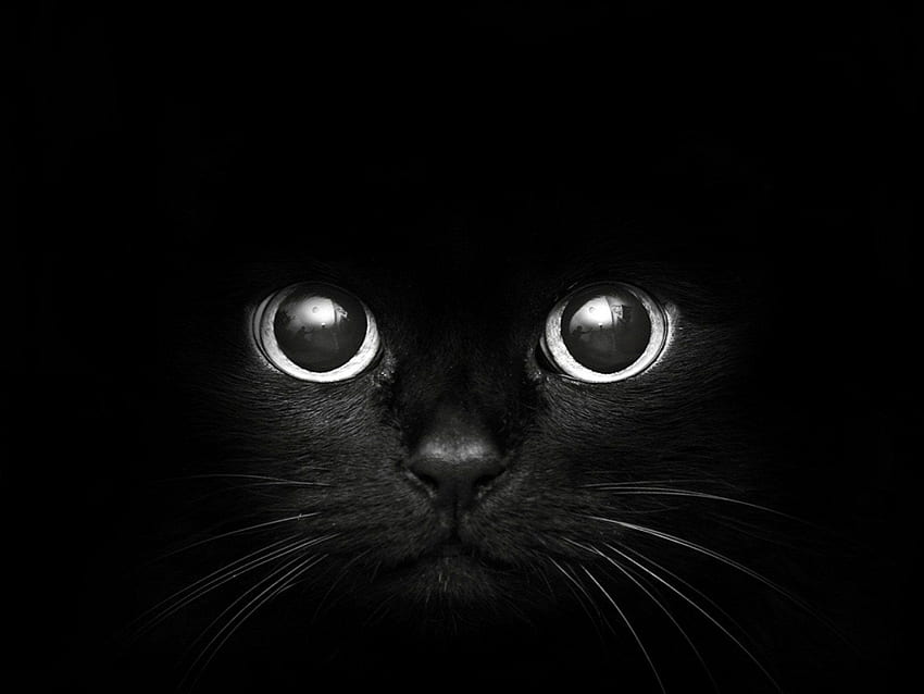 Black cats animals pets ., Cat Design HD wallpaper