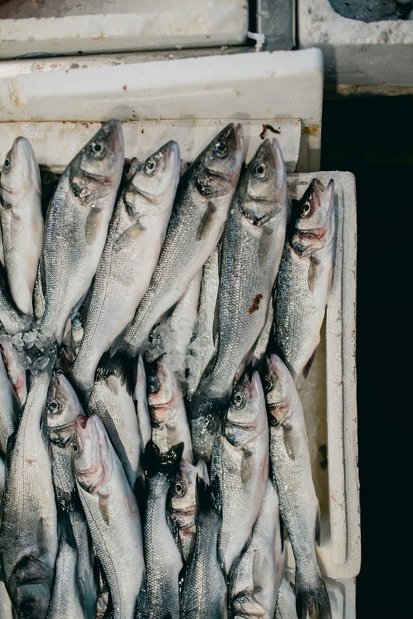 Pescado pequeño , Mercado de pescado fondo de pantalla del teléfono