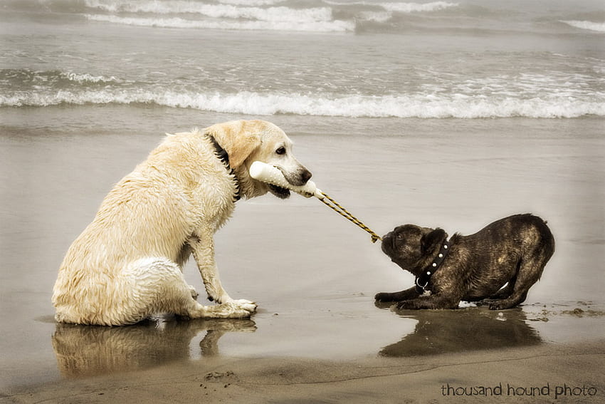 Come On, Let's Go!, two, dogs, leash, walk, beach HD wallpaper