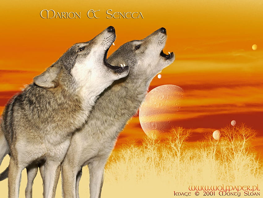 Howl To A Alien SunSet, moon, animals, yellow, dogs, grey wolf, wolf, sunset HD wallpaper