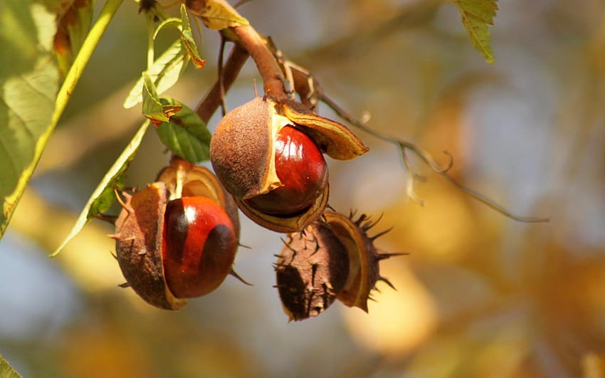 Conkers, autumn, Latvia, chestnut, tree HD wallpaper