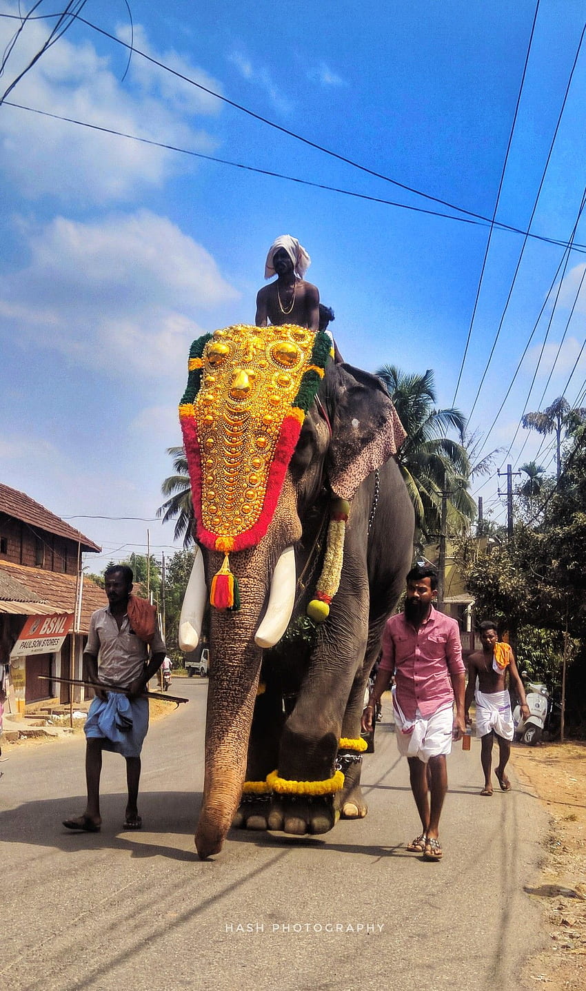 Chirakkal kalidasan. Elephant graphy, Elephants , Elephant , Kerala Elephant HD phone wallpaper