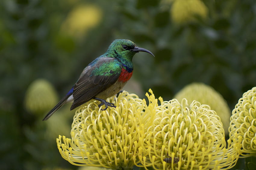 สัตว์ ดอกไม้ นก Sunbird ปาเลสไตน์ น้ำหวานปาเลสไตน์ วอลล์เปเปอร์ HD