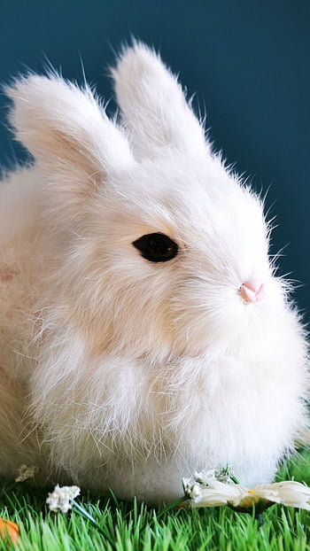 White rabbit cute animals HD wallpapers | Pxfuel