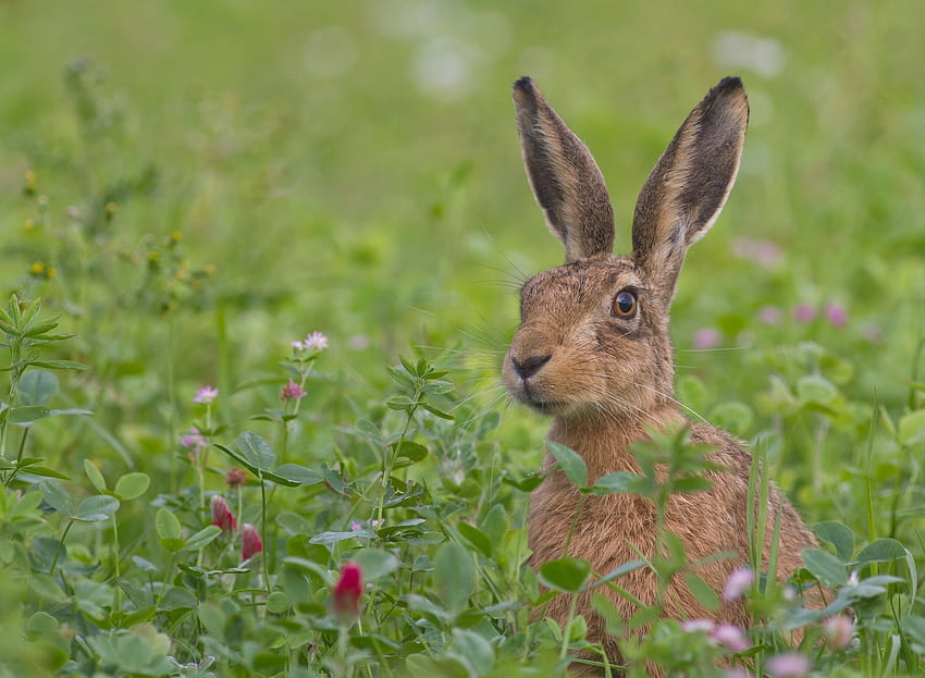 สัตว์ ดอกไม้ หญ้า ปากกระบอกปืน ตกใจ กระต่าย วอลล์เปเปอร์ HD