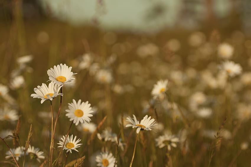 ดอกไม้ หญ้า ฤดูร้อน ดอกคาโมไมล์ มาโคร ฟิลด์ สี ทุ่งหญ้า ความร้อน ความอบอุ่น วอลล์เปเปอร์ HD