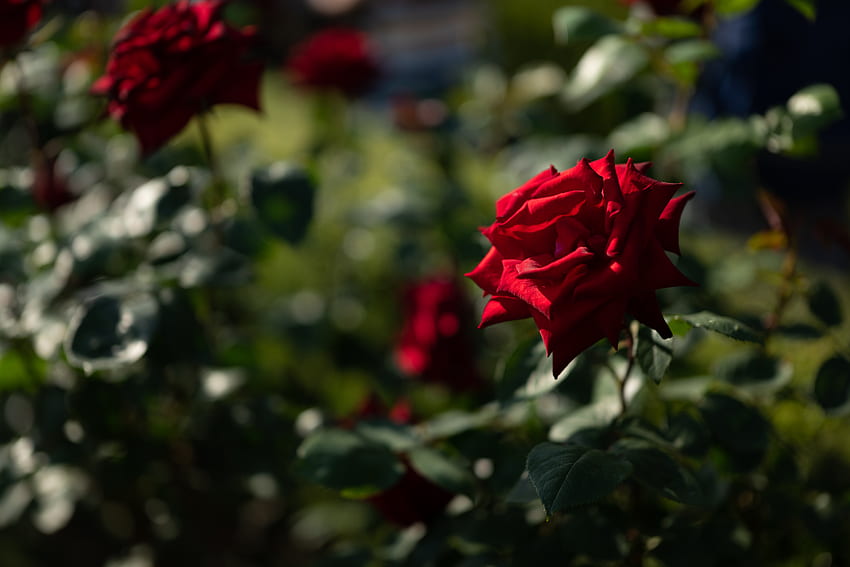 Blumen, Rosenblüte, Rose, Knospe, Unschärfe, glatt, Blumenbeet, Blumenbeet HD-Hintergrundbild