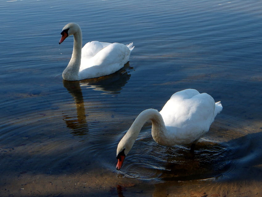 Pair of Swans, White, Lake, Feeding, Swans HD wallpaper