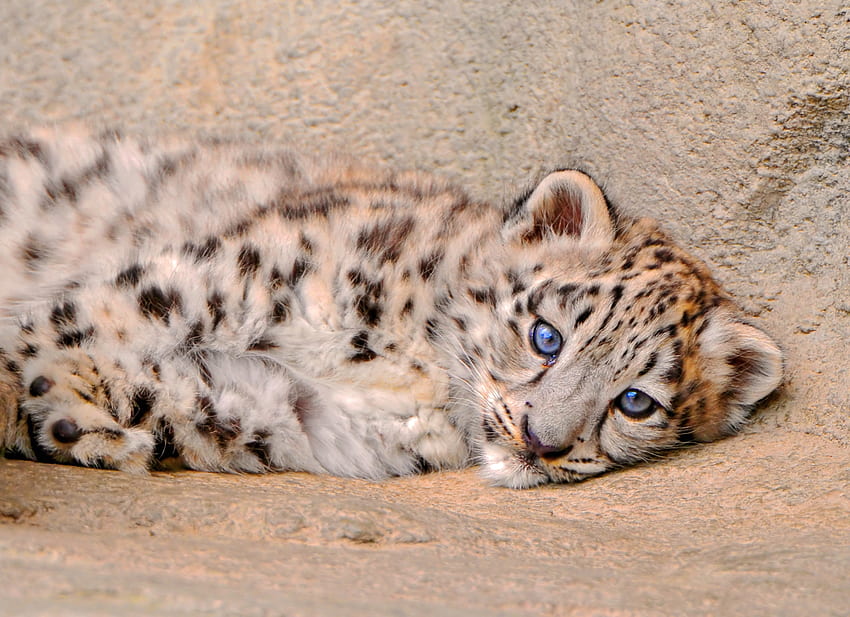 Animals, Snow Leopard, Young, To Lie Down, Lie, Sadness, Sight, Opinion, Joey, Sorrow HD wallpaper