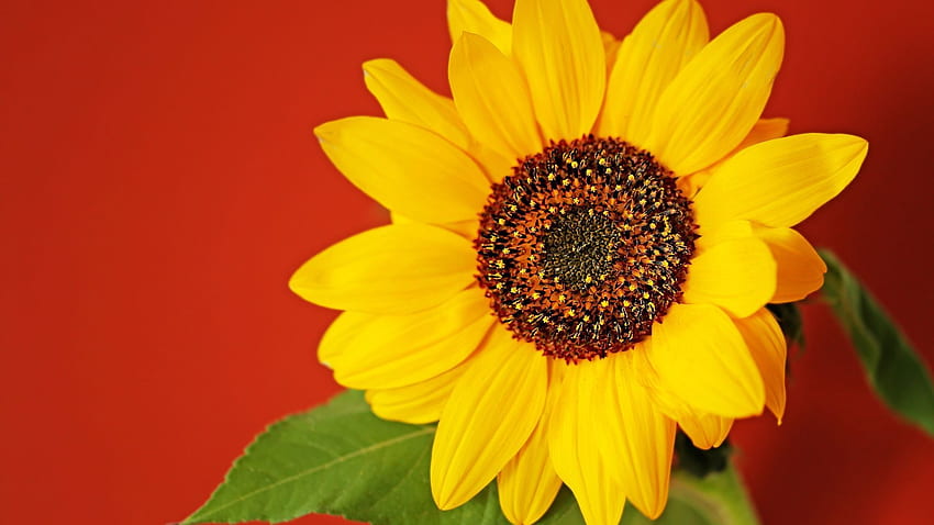 Sunflower with Red Background . Sunflowers background, Sunflower , Red background, Red and Yellow Sunflower HD wallpaper